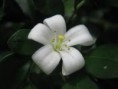 /album/fotogaleria/flor-jpg/
